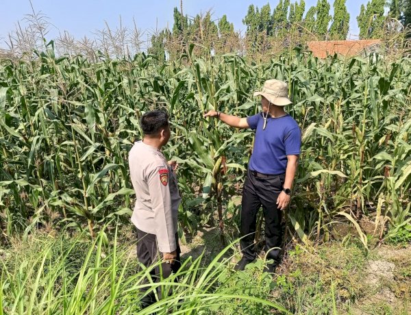 Kolaborasi Polisi dengan Petani Rawat Tanaman Jagung untuk Swasembada Pangan